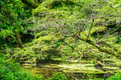 山吹水源-7