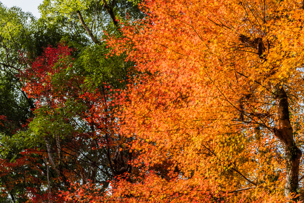 多久若宮八幡宮の紅葉-2