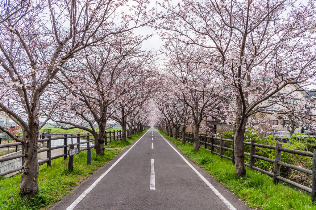 桜のトンネル-3