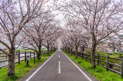 桜のトンネル-3