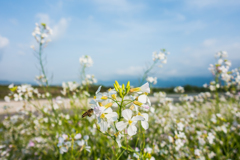 白い菜の花