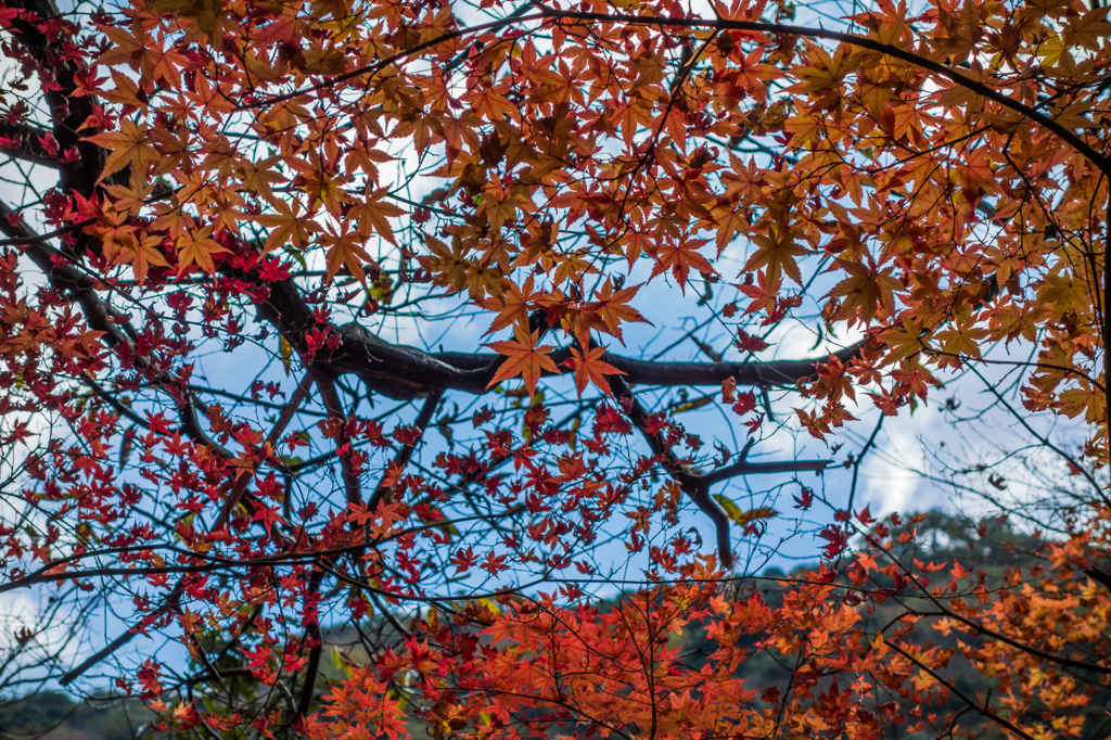 雄淵雌淵の紅葉-4