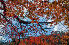 雄淵雌淵の紅葉-4