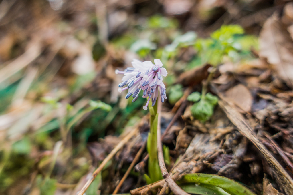 ショウジョウバカマ-1