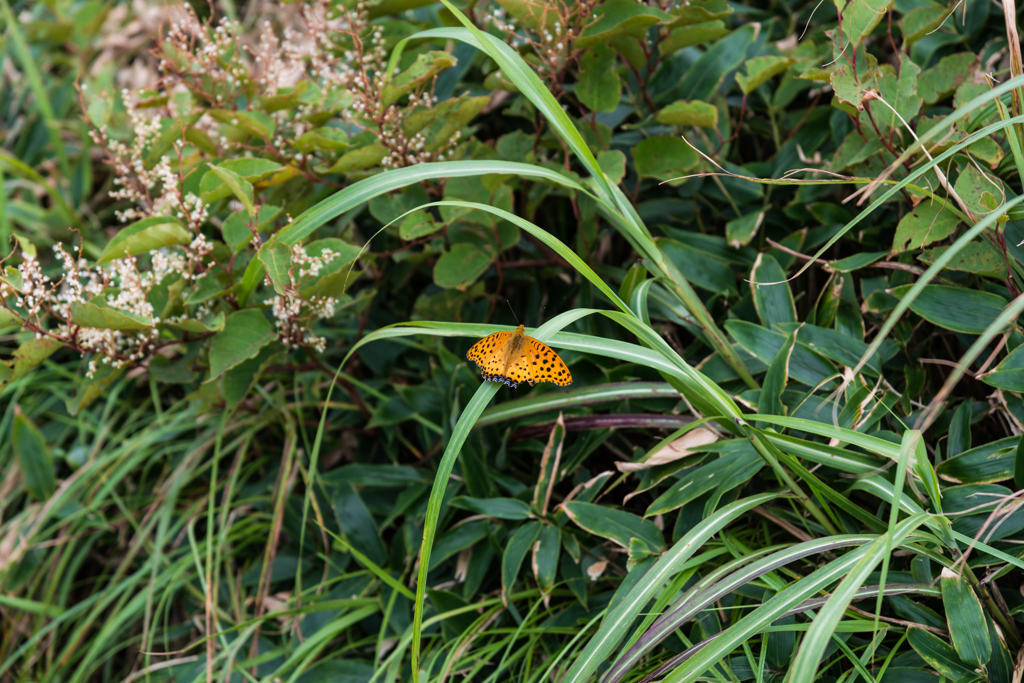 ツマグロヒョウモン