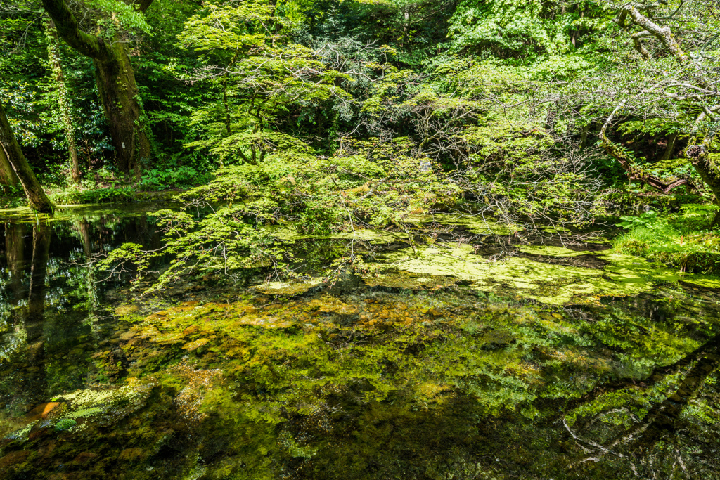 山吹水源-1