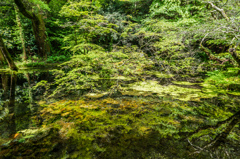 山吹水源-1