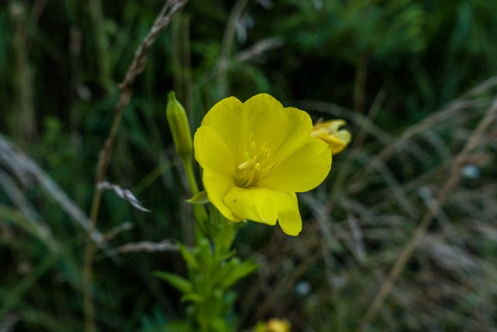 マツヨイグサ