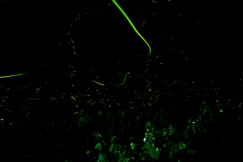 蛍_2015.06.04-6