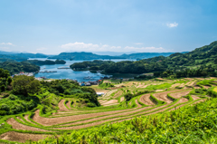 大浦の棚田-2
