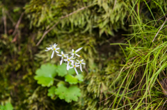 ダイモンジソウ