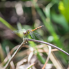 ヒメアカネ♀