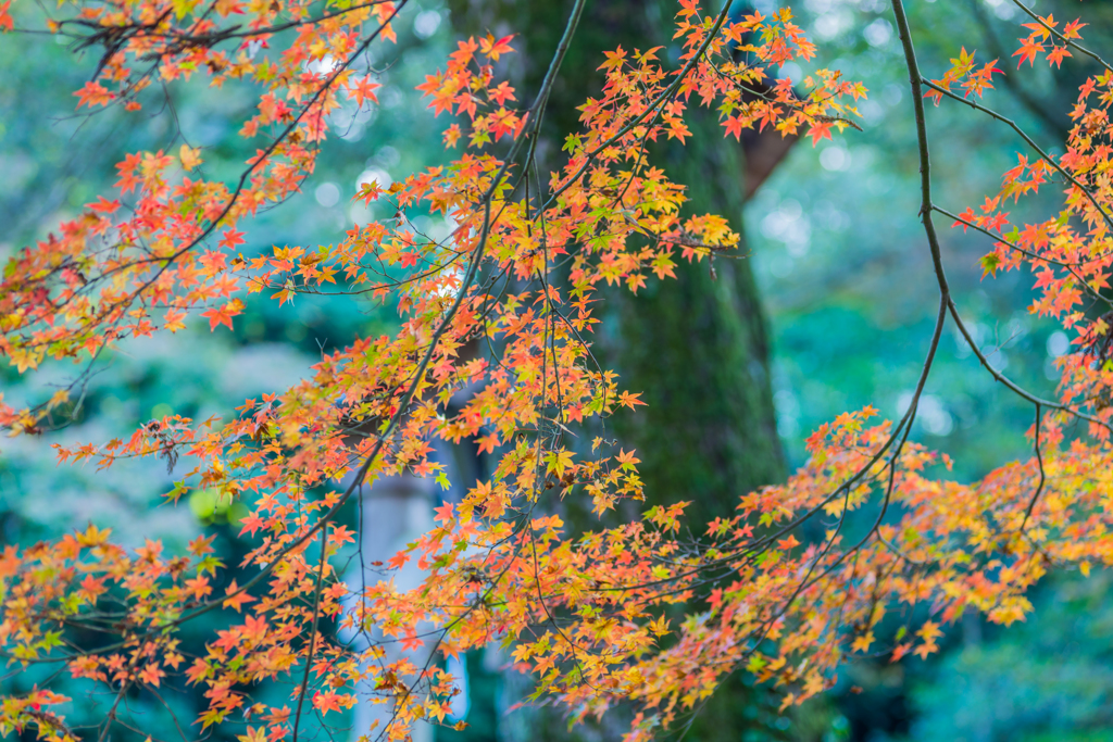 若宮八幡宮の紅葉-5