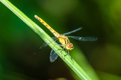ヒメアカネ♀