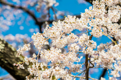 宝珠寺のしだれ桜-7