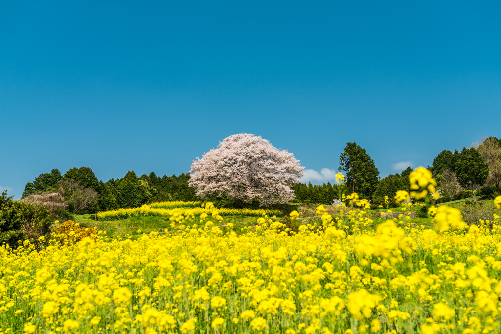 馬場の山桜-4