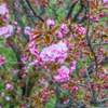 八重桜