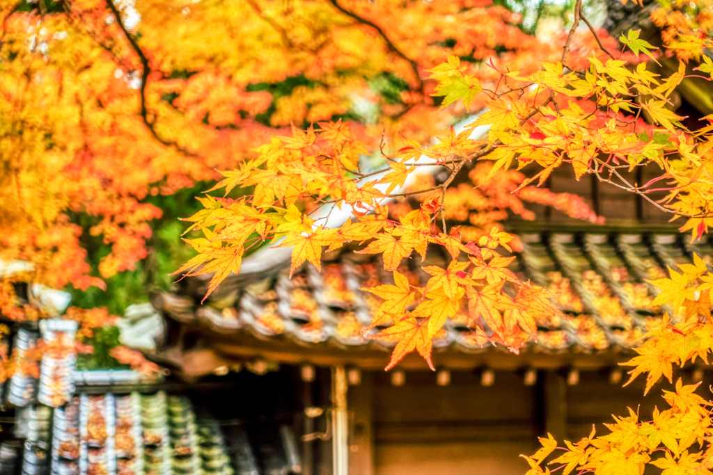 杉山白石神社-2