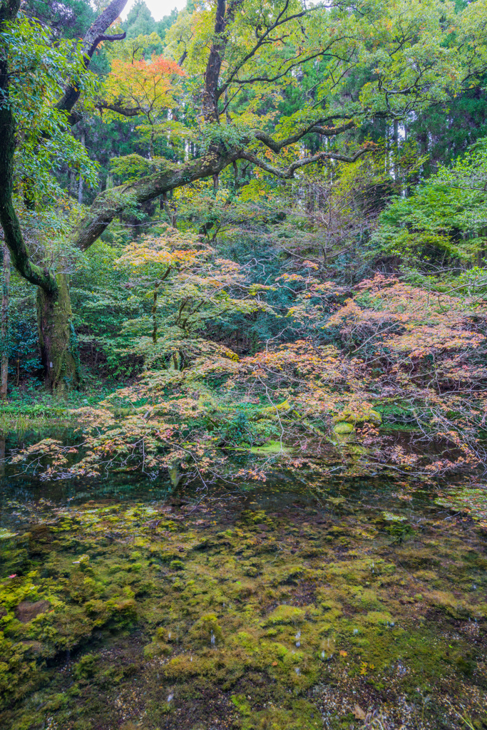 山吹水源-6