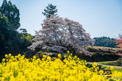 ジラカンス桜-3