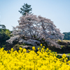 ジラカンス桜-3