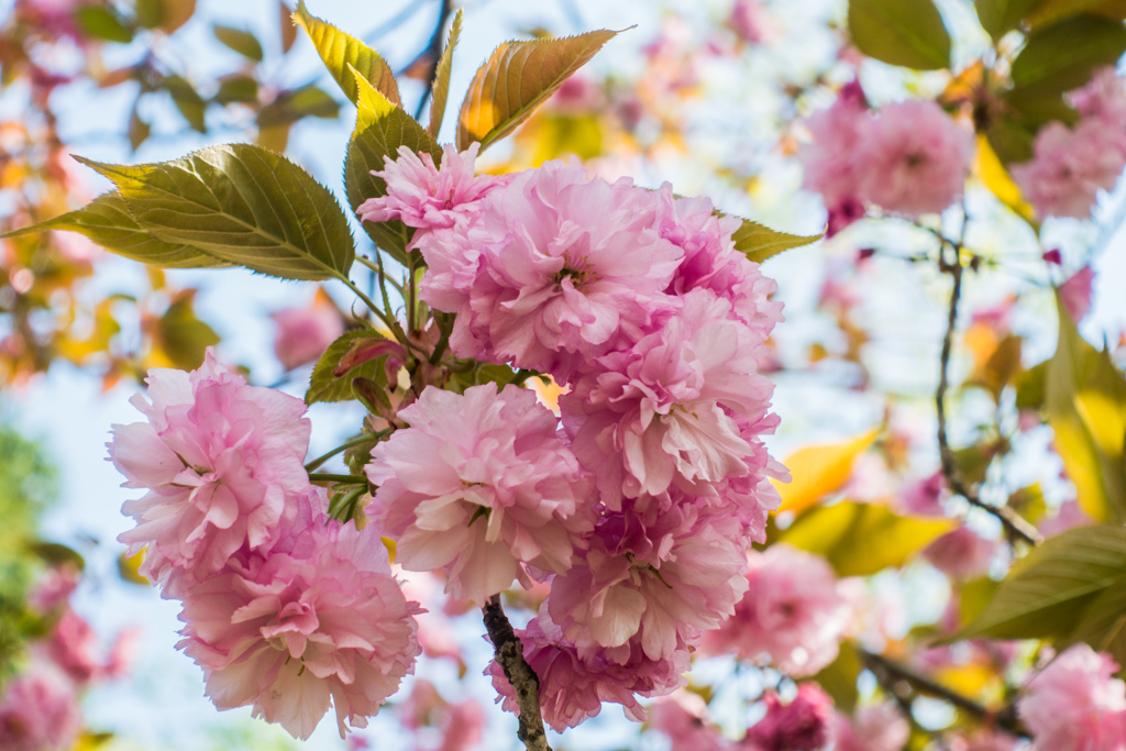 江里山の八重桜-3