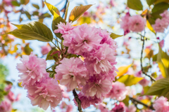 江里山の八重桜-3