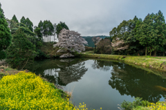 ジラカンス桜-3