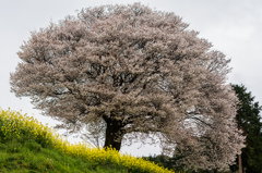 馬場の山桜-13