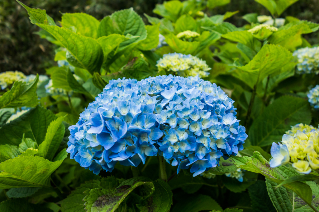 今シーズン初のアジサイ