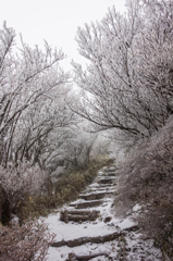 登り始めから霧氷