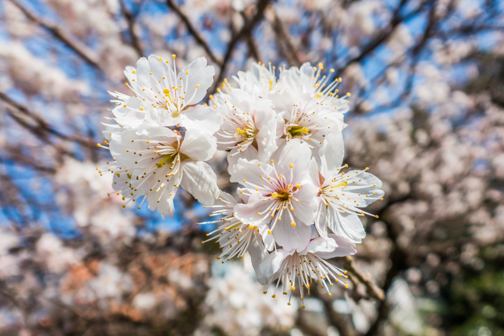 早咲きの桜-2