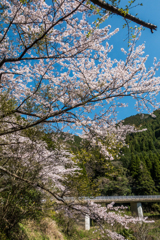 厳木ダムの桜-2