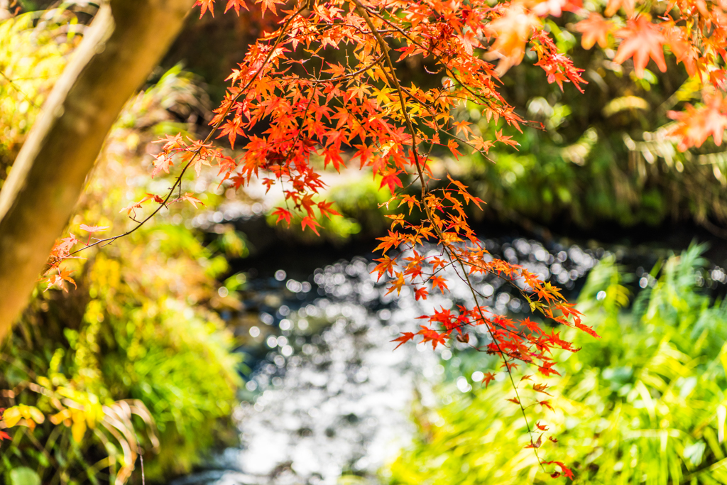 池山水源の紅葉-1