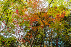 仁比山神社の紅葉-5