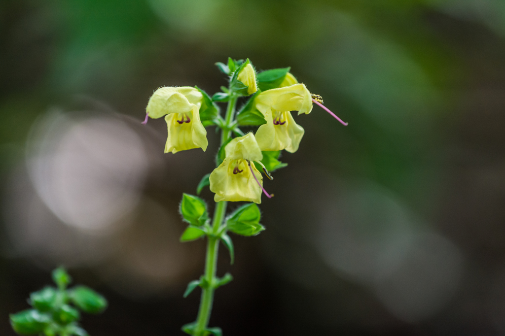 キバナアキギリ