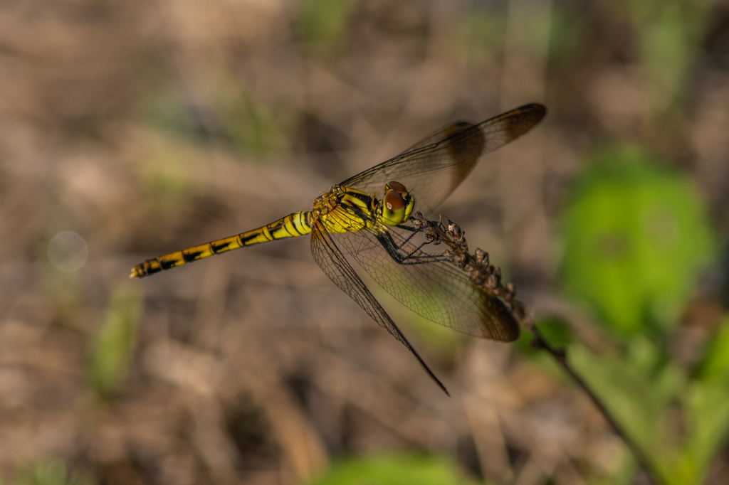 マユタテアカネ♀褐色班型