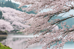 庭木ダムの桜-13