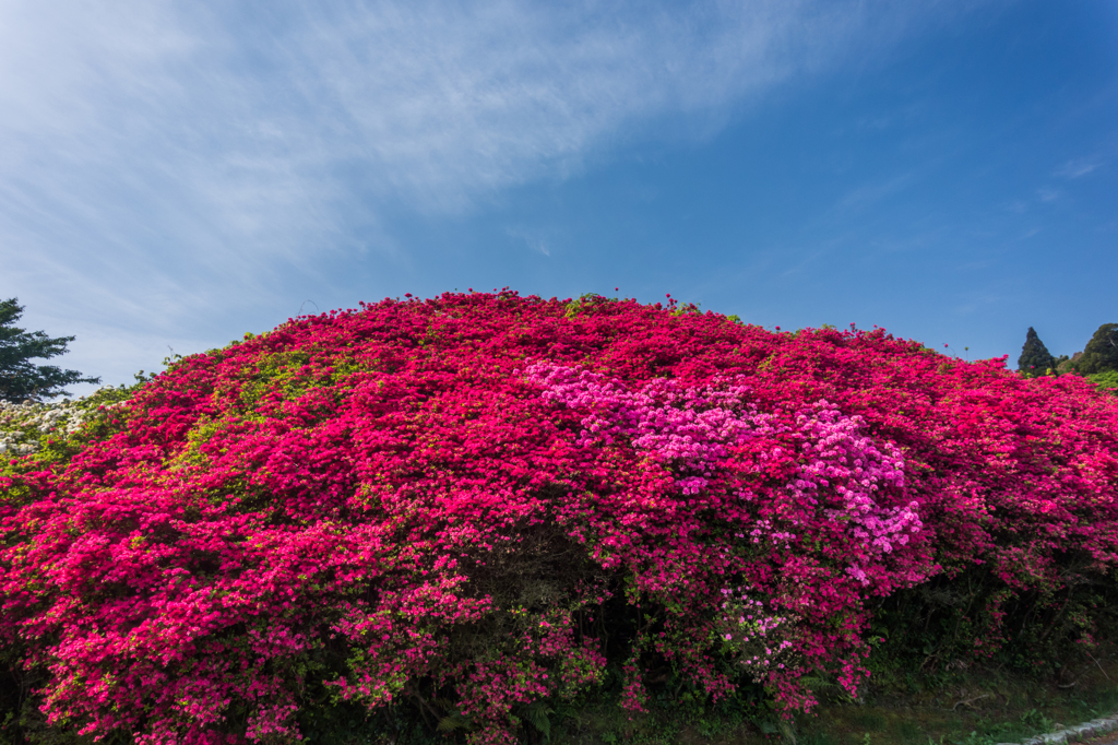 久留米森林つつじ公園-2