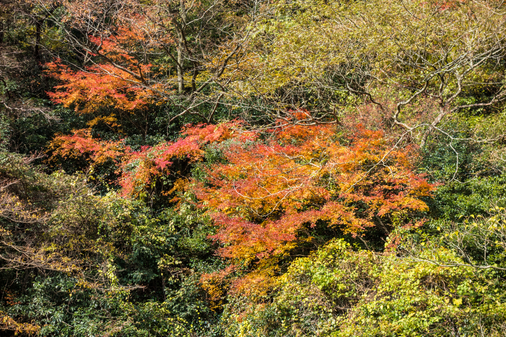 金山の紅葉-1