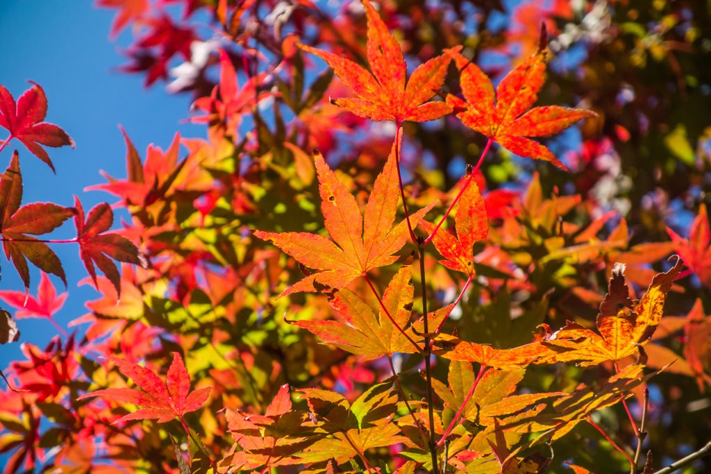 天山の紅葉-1