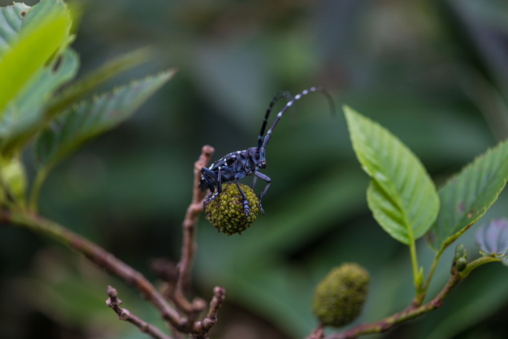 ゴマダラカミキリ-2