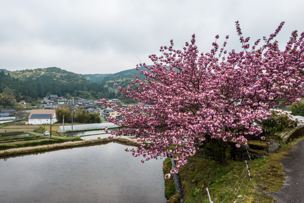 棚田の八重桜