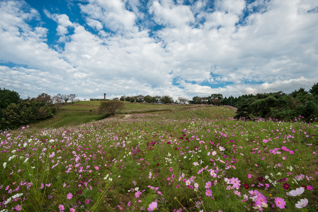 白木峰高原コスモス園-4