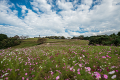 白木峰高原コスモス園-4