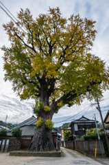 大公孫樹-2