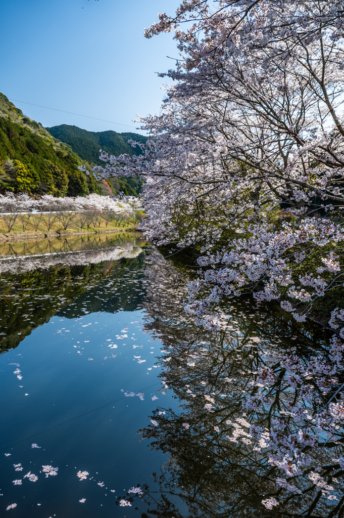 赤穂山の桜-3