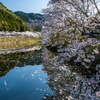 赤穂山の桜-3