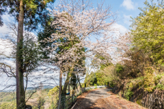 峠への道の桜-1