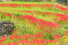 江里山棚田（西）-5